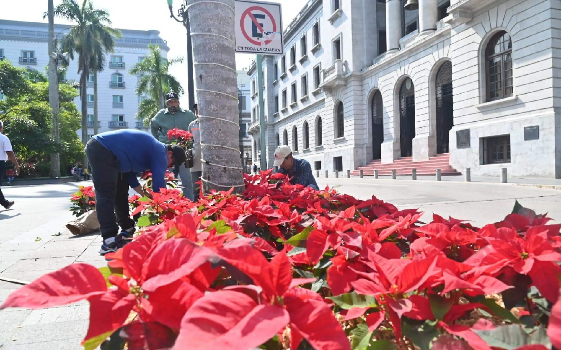 Tampico adorna jardíneras con mil 500 nochesbuena